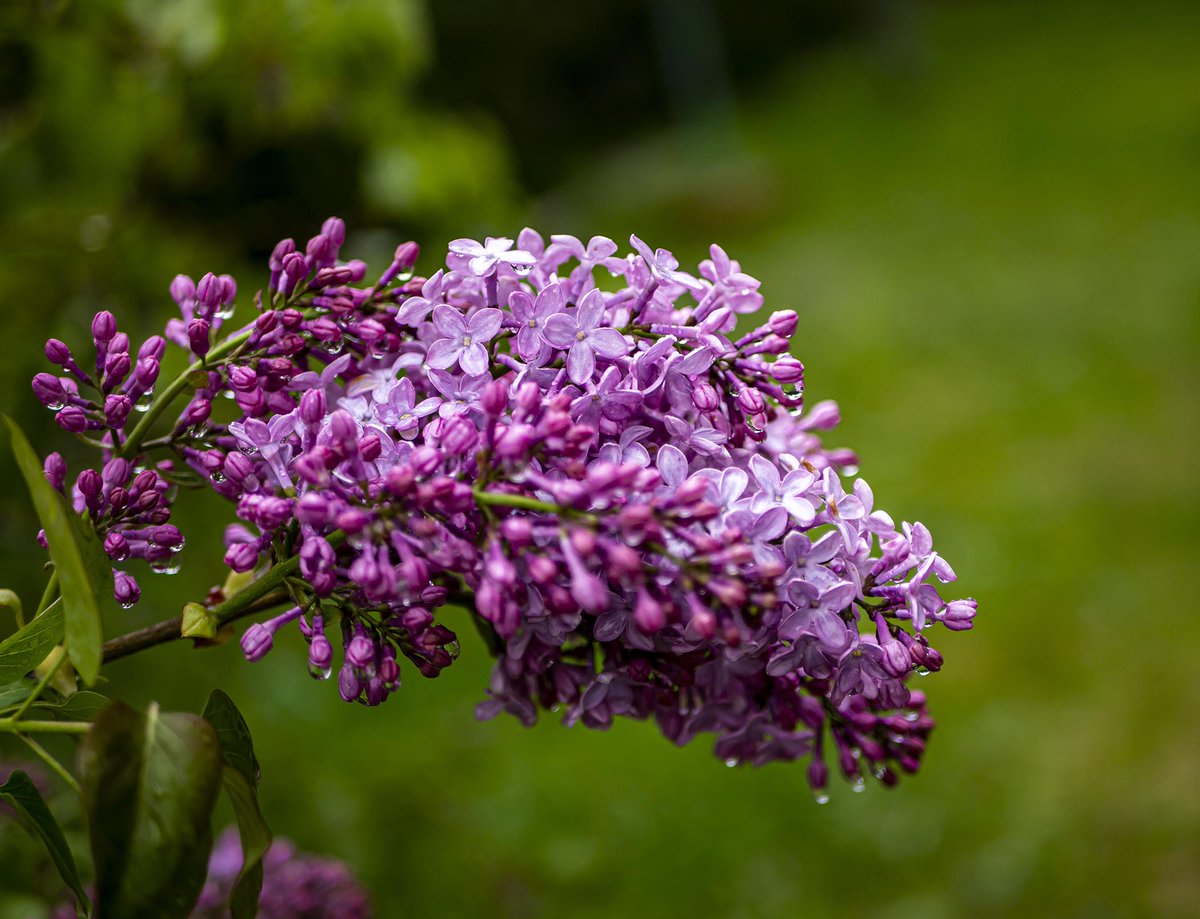 Waldomerillo's tweet photo. Una pena que la lluvia esté malogrando la "cosecha" de lilas #flores #lilas de este año en #Valdemorillo https://t.co/uXQHRnivFI