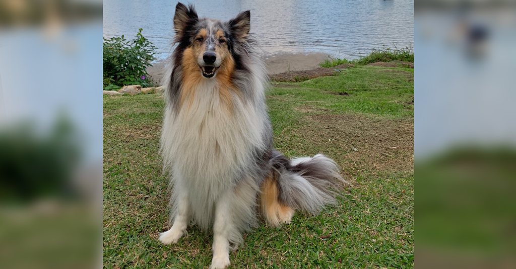luciditymc's tweet photo. What's just as good as playing with the kids over Easter break? Playing with the puppy!! Stay Safe and stay at home over Easter and spend quality time with the fur-babies in your life
#EasterFunAtHome #FlattenTheCurve @ACSnewsfeed #StaySafeOverEaster https://t.co/Ms3gvgnx0s