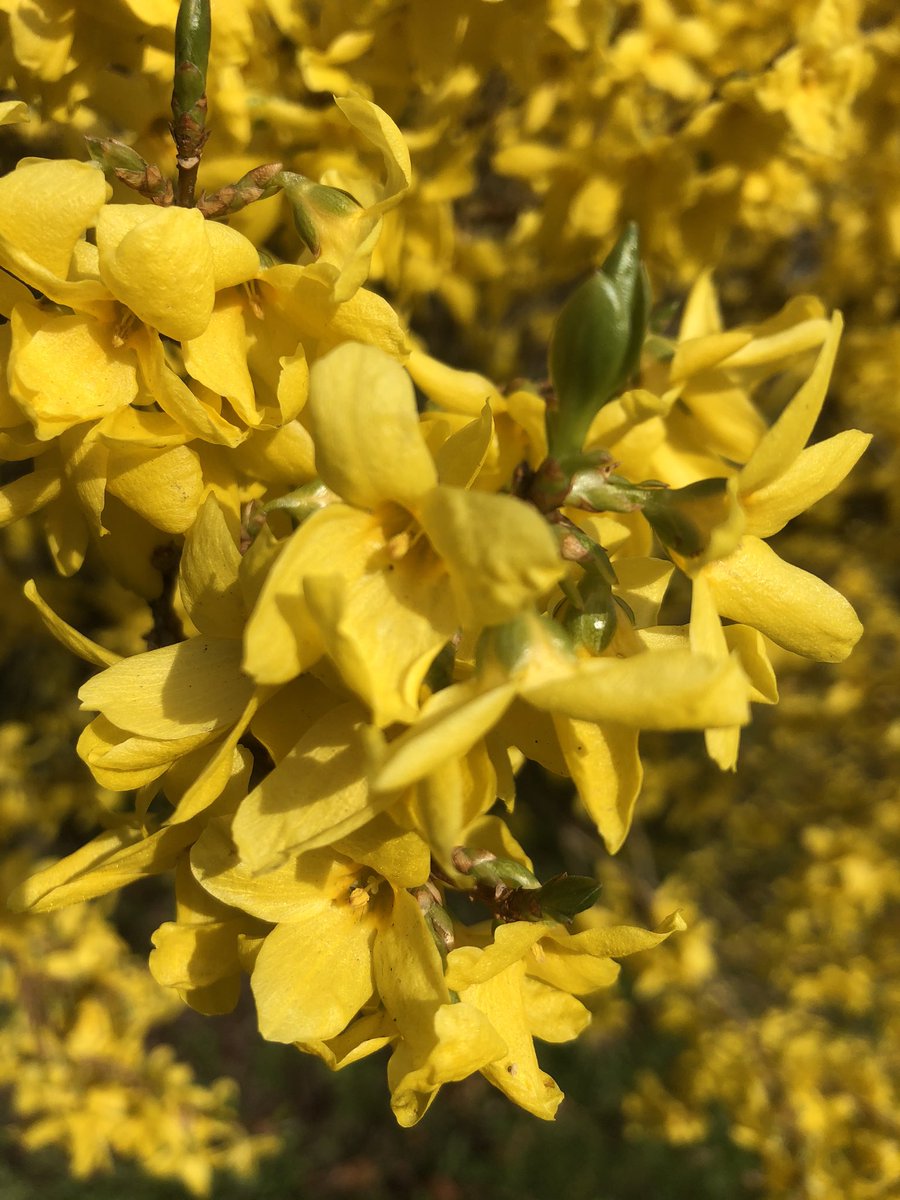 Forsythia is like antidepressant for the eyes