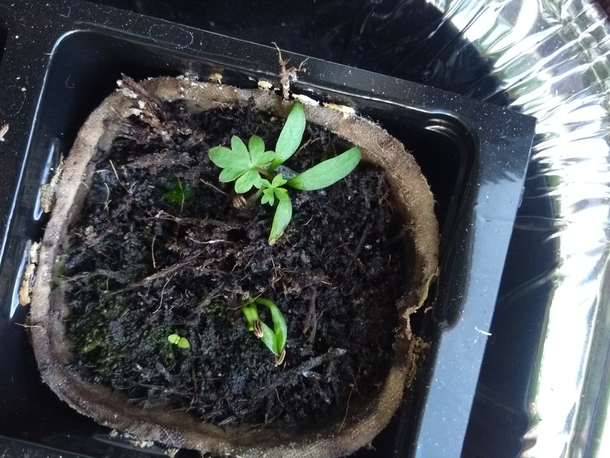 Claritie tweet media