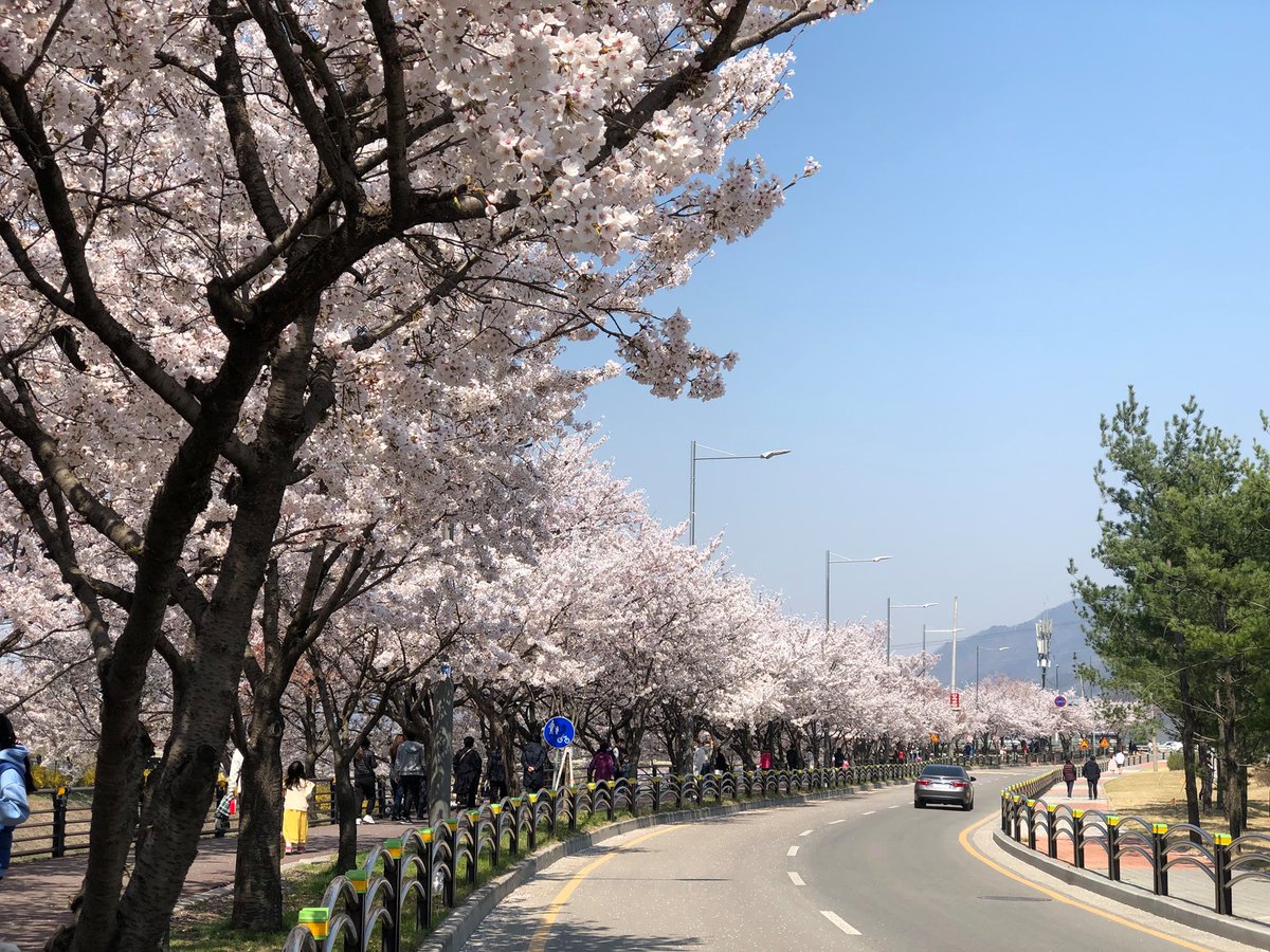 VisitaCorea's tweet photo. 🌸🌸 Aunque la mayoría de los festivales hayan sido canceladas, podemos ver por las calles las flores de cerezo estos días 😁 https://t.co/HO8ve2brdZ