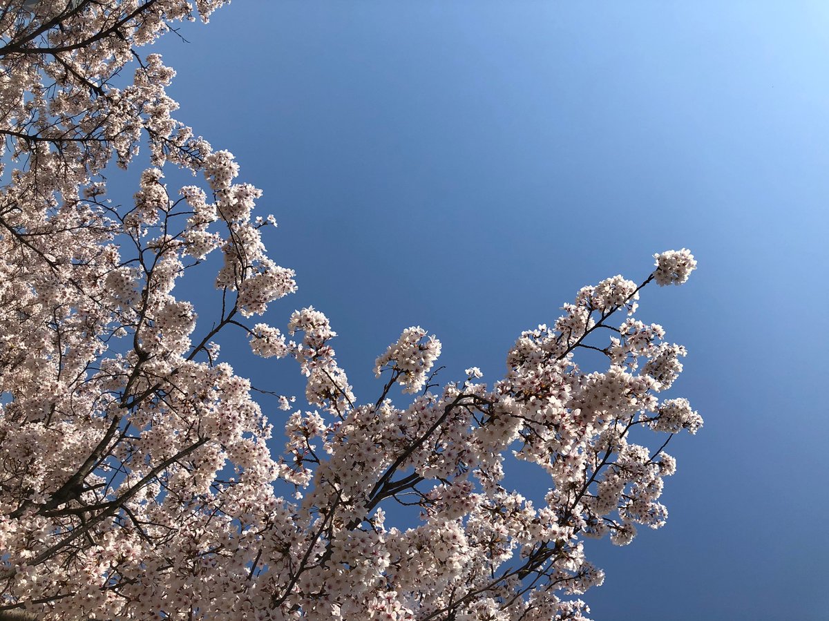 VisitaCorea's tweet photo. 🌸🌸 Aunque la mayoría de los festivales hayan sido canceladas, podemos ver por las calles las flores de cerezo estos días 😁 https://t.co/HO8ve2brdZ