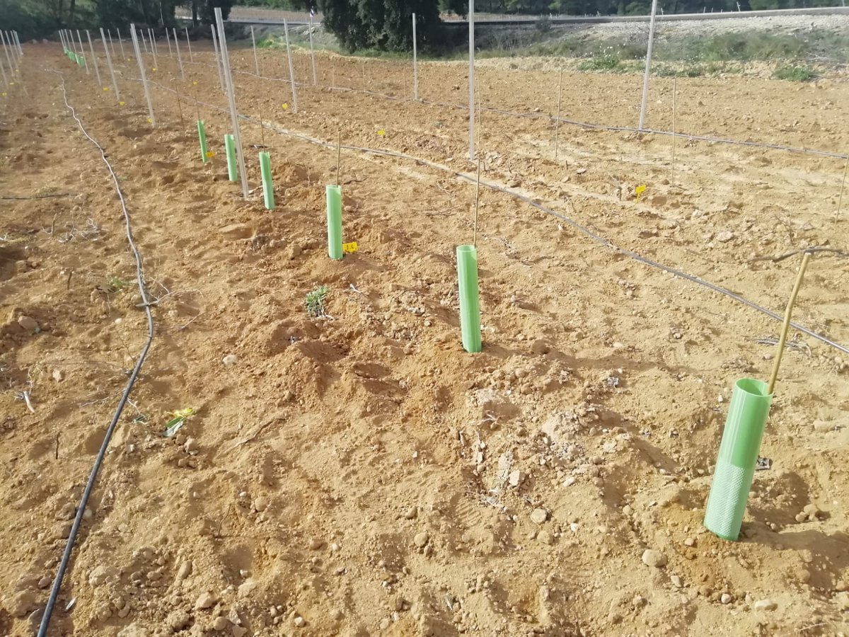 DOUtielRequena's tweet photo. Así es, como habéis dicho, la imagen de ayer es un injerto de la selección clonal de la variedad #Bobal, dentro del Proyecto #ValoraBobal.

Rodeada con un tubo protector que se pone para resguardar a la planta ahora que es pequeña de elementos como el aire, del frío y de conejos. https://t.co/4BGufLFw4f