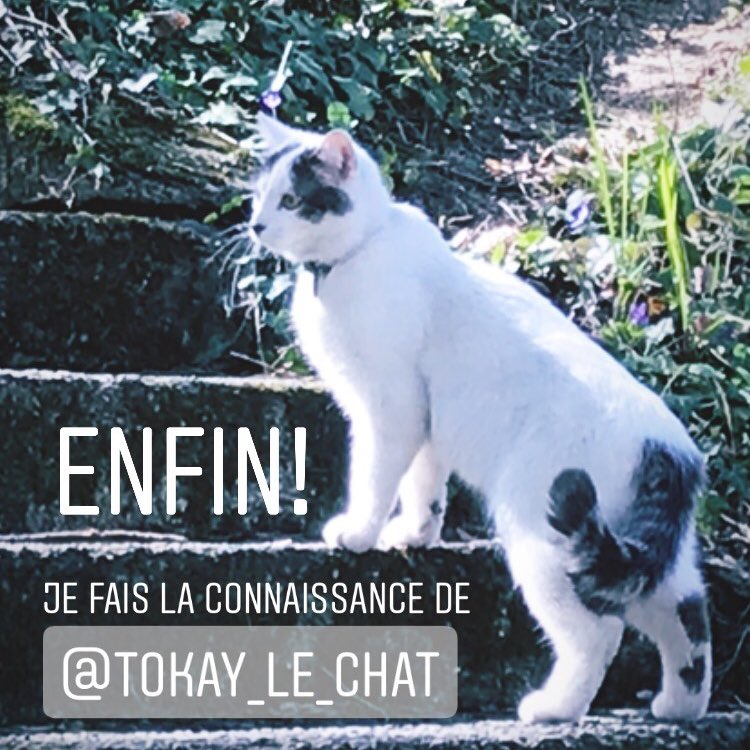 StephJaq's tweet photo. Cher @Tokay_le_chat! Un éminent chercheur de l’UNIL et l’EPFL est un super fan de toi! Il t’a vu "en vrai" pour la première fois l’autre jour... https://t.co/w2qwQbQ6OI