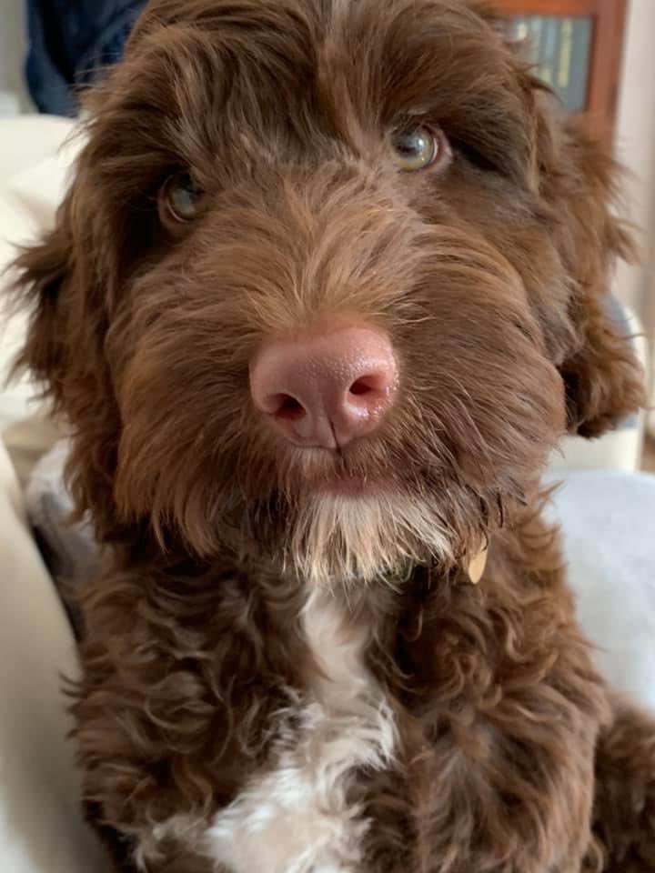 waltercockapoo tweet media