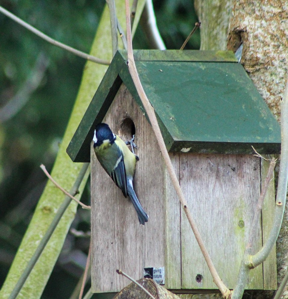 Good morning all🌸The birds are taking full advantage of Teddy’s fur🐶They are going to have some very cosy nests!#BreakfastBirdwatch 
#TuesdayMorning #SolaceInNature #gardenbirdwatch