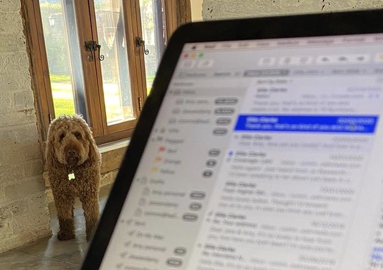 amyvleroux's tweet photo. Richard, our four-legged co-worker. Serious focus on refreshment breaks, less so on getting any work done. Co-worker haunting at knee level ❤️🐶@BBC6Music @dianamh81 @laurenlaverne https://t.co/9XnxUJqhs1