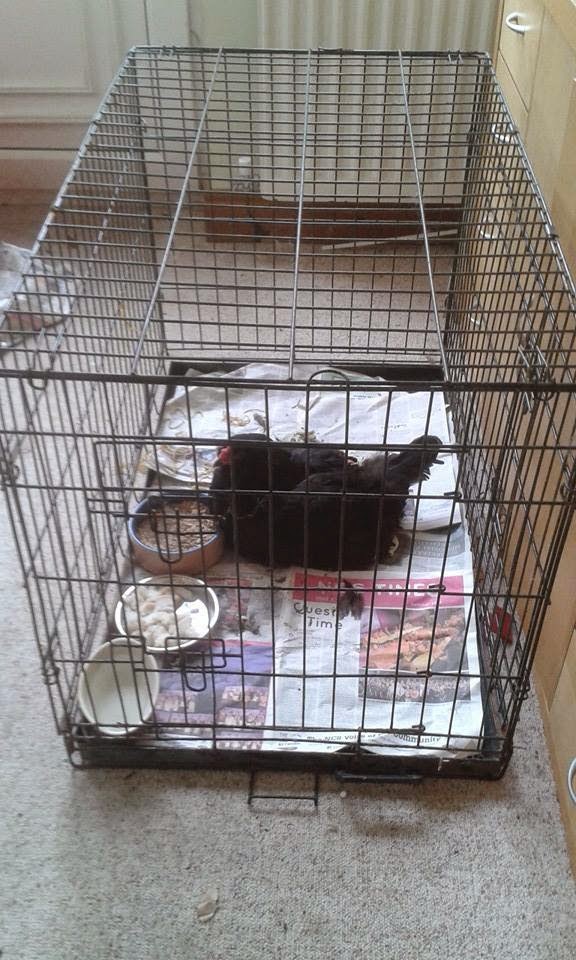 DeniseNesbitt's tweet photo. #WriteSomethingEveryDay One day I discovered black feathers in the garden Bev had been attacked. We rushed her to the vet and the immense wound was stapled. 2 weeks in our porch with medication every day saw her champion her way back to health. Hence the title Bev the Miracle Hen https://t.co/c7v9d7t6zJ