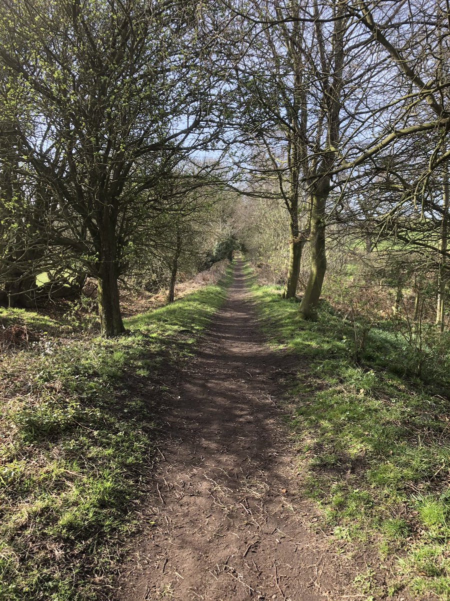 Tunnel o Trees