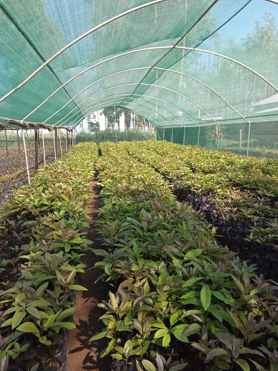 DecupleL's tweet photo. Everything that is well nurtured grows well, With over 120k+ Hass Avocado Seedlings well taken care of in our nursery. We are helping build a sustainable agricultural future for you,me and our kids. Visit our website https://t.co/IRP5ybkFIa for more details https://t.co/4662SpEex3