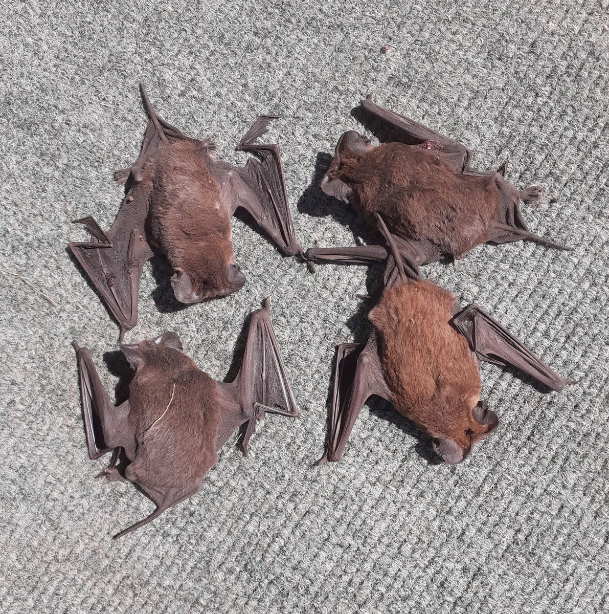 NtshangaseD's tweet photo. I was cleaning up my room earlier this morning and look what I've found behind my wardrobe.🦇
#Day12OfLockdown https://t.co/f5b2xBCfYQ