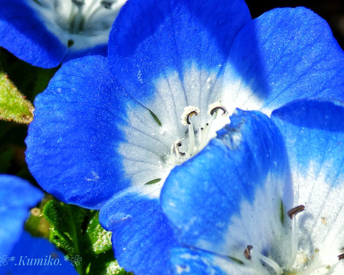 Bluepoppy Bluestar 4月7日 火 素敵な青色 ネモフィラ 別名 ベイビーブルーアイズ 可愛いな 今年は一面のネモフィラ 見に行けないなぁ 来年必ず行くからね 思いっきり深呼吸出来るの 楽しみにしてるから 東京 Tokyo Nemophila 瑠璃唐草 暦 Bluepoppy Bluestar 4月7日 火 素敵な青色 ネモフィラ 別名 ベイビーブルーアイズ 可愛いな 今年は一面のネモフィラ 見に行けないなぁ 来年必ず行くからね 思いっきり深呼吸出来るの 楽しみにしてるから 東京 Tokyo Nemophila 瑠璃唐草 暦