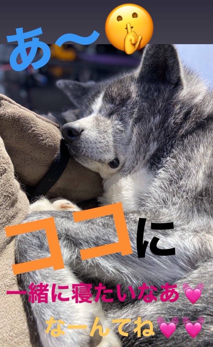 rin_official27's tweet photo. #Marvelouspro
#マーベラスプロレス
#女子プロレスラー
#Instagram
#ストーリー
#Marveldogs
#秋田犬
#春馬 https://t.co/C0UsCdPP04