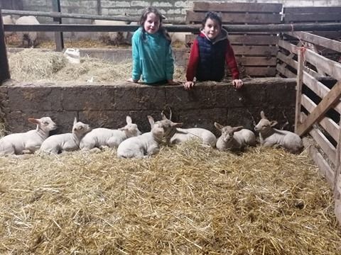 farmersjournal's tweet photo. Jennie and Peter Murphy from Tullow, Co Carlow, having fun putting there lambs to bed🐑 #farmingfightsback #SpringTime #lambing2020 https://t.co/q7kOHQNeg2