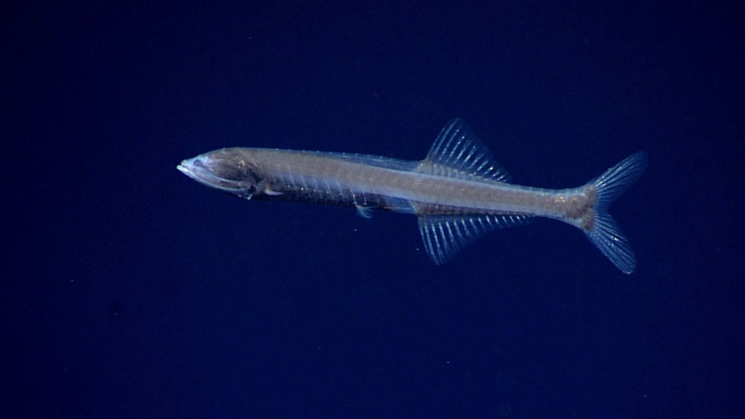 wildafanimals's tweet photo. Cyclothone is a genus of bioluminescent bristlemouths, which is believed to be the most abundant vertebrate on Earth. There are an estimated 1,000,000,000,000,000 in the oceans (142,000x more abundant than humans). https://t.co/PQXKOqhQAa
