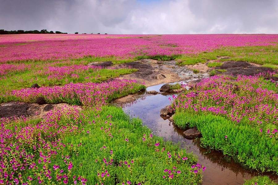  #Kaas with full bloom colorful flowers is the eye pleasing sight to behold & Satara to Kaas route is one of the best picturesque journey in  #MaharashtraThere is a pond named Kumudini that bears lotus flowers.We were gone crazy on this route after seeing such a picturesque views