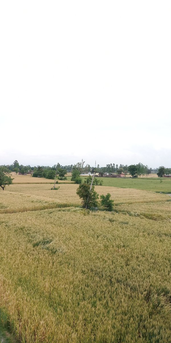 sunflowermuse_'s tweet photo. Due to less air pollution I can clearly see #wheat_fields from my terrace ๐ https://t.co/WDVks506y8