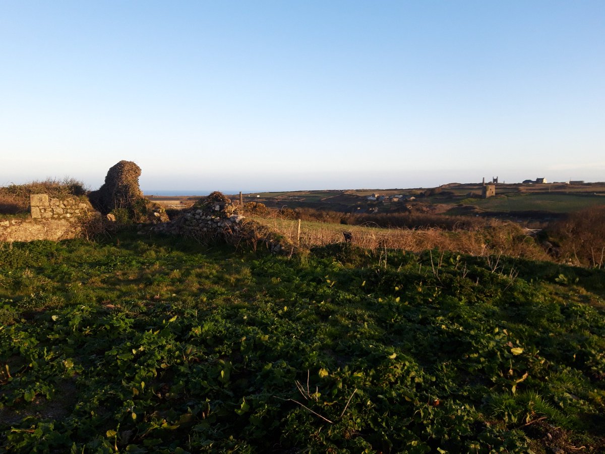 gnome_alice's tweet photo. Late out this morning, (bins & laundry my excuses), so a shorter walk.
Here's a look at the glow of the early sun down the field, near #Boscean, and looking across the valley towards #GrouseHill, #Kenidjack and #Truthwall. https://t.co/ZoDivYoNUr