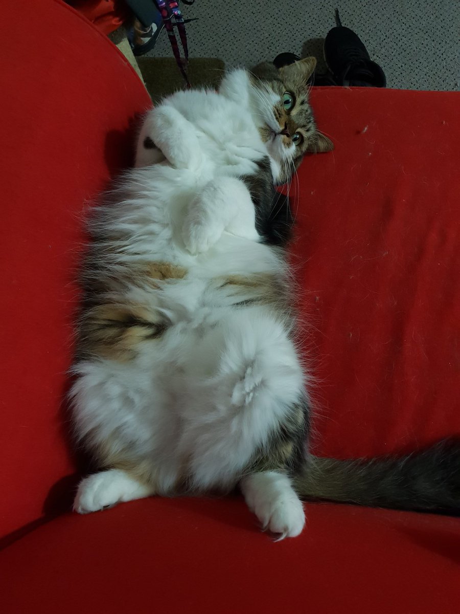 Susan_Jones 🎬 tweet media