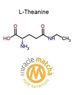 MiracleMatcha's tweet photo. The benefits of L-Theanine  include better mental focus..Improved sleep..Relaxation..Increased cognitive performance..Weight loss..Boosting the immune system. ...Reduced blood pressure. Our Miracle Matcha White tea Matcha has bucket-loads of it! https://t.co/NhmPoe5qcD https://t.co/aDjw3Tuj3k