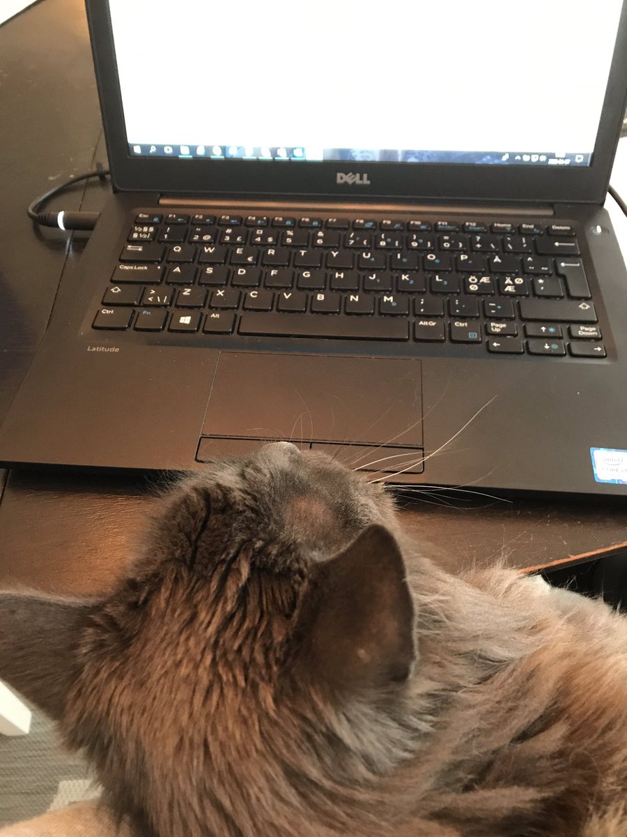 Jag jobbar aldrig ensam hemifrån. 🤗 #Castorthecat #teamleader