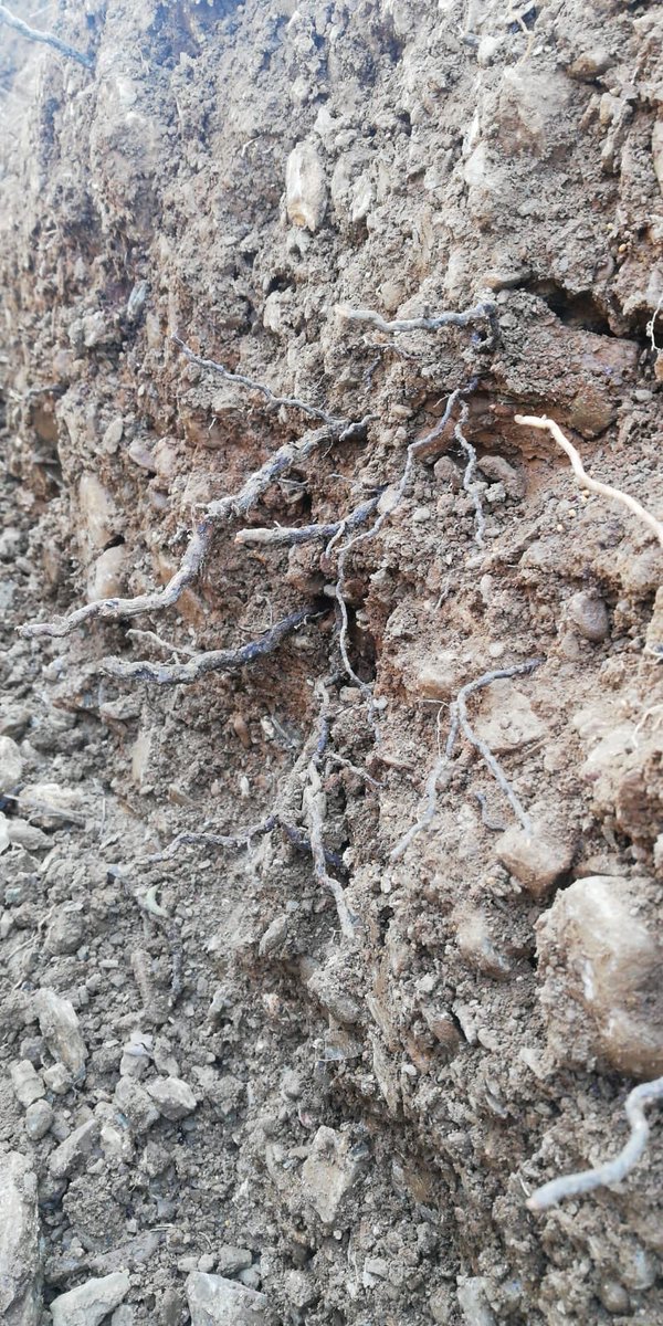#Syrah roots from a 5 yr old vine at #ChateauMaris 2.5m deep. A good sign our soil management methods are working. #healthysoil #healthyfruit #goodwine