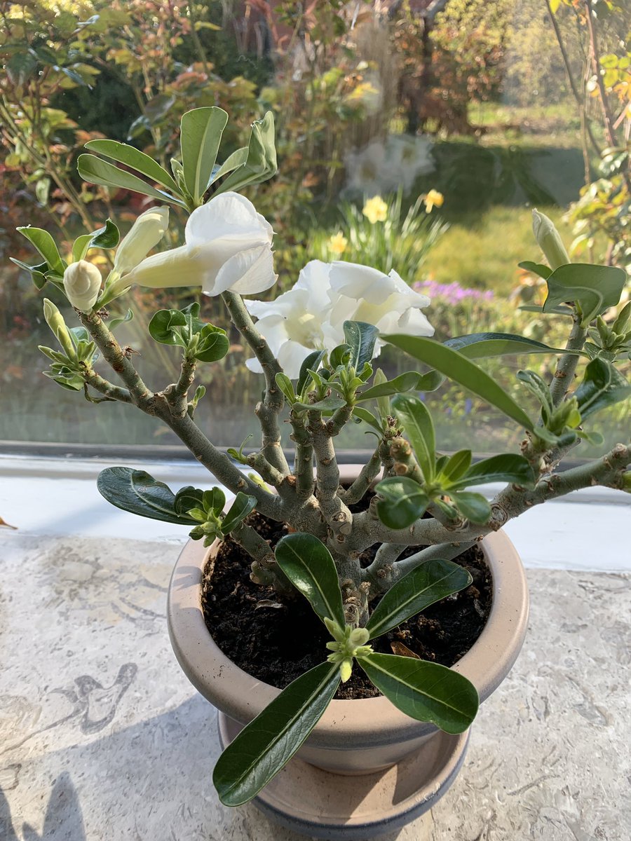 Okay starting with this white desert rose I bought last summer for like €4 because he had no flowers. This is the second time he’s in bloom.