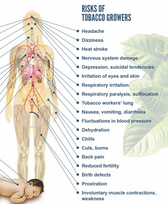 signs of tobacco poisoning WorldHealthDay: Don't forget the tobacco farmers who suffer from health  risks on the fields. In too many countries #childlabour is common, many  children contract the Green Tobacco Sickness and have a high
