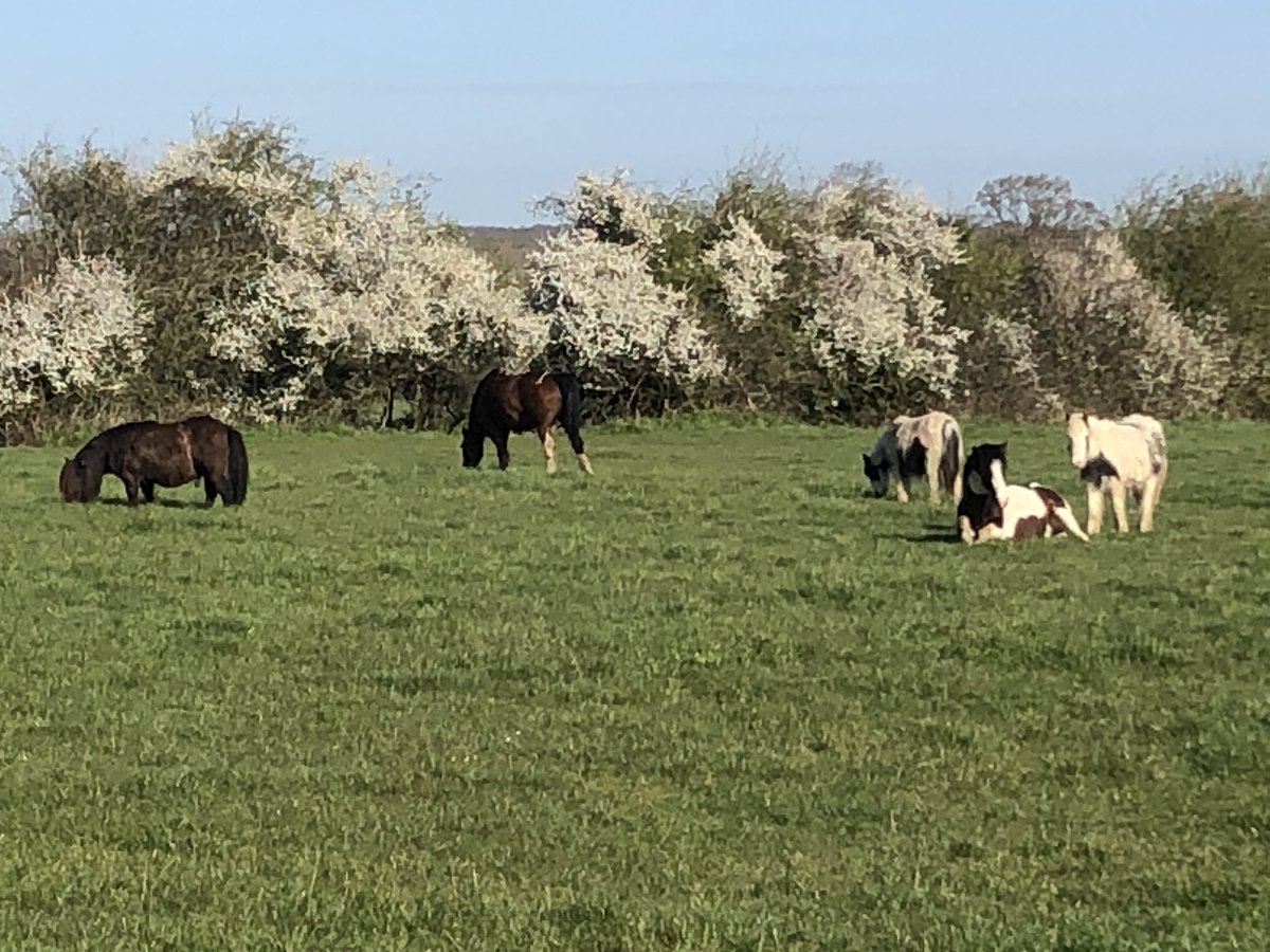 15greenmins's tweet photo. Lovely to see the hawthorn in bloom everywhere on my morning walk today #hourofexercise #mentalhealth #StaySafe #staypositive https://t.co/ofZB8KR7SO