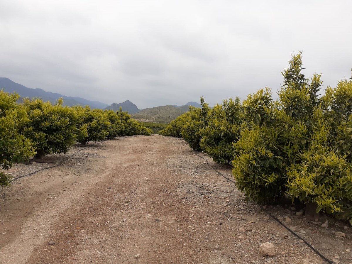 DeSangosseIB's tweet photo. 🌳Rejuvenecimiento de este campo #cítricos en #Mazarrón 🍊🍋
Gracias a Javier Castro que ha confiado desde primer momento en nuestro #PlanNutrición y ha conseguido este resultado tan impresionante en la #Fincaelsaltaor
#EquipoDSI #Desangosseiberica #FixaNitro Abono Nitrogenado https://t.co/7rJZfzbcUF