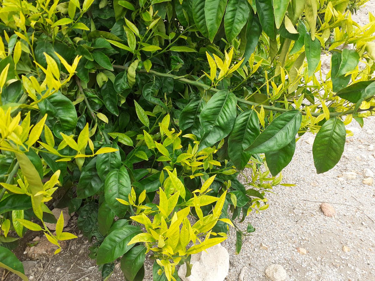 DeSangosseIB's tweet photo. 🌳Rejuvenecimiento de este campo #cítricos en #Mazarrón 🍊🍋
Gracias a Javier Castro que ha confiado desde primer momento en nuestro #PlanNutrición y ha conseguido este resultado tan impresionante en la #Fincaelsaltaor
#EquipoDSI #Desangosseiberica #FixaNitro Abono Nitrogenado https://t.co/7rJZfzbcUF