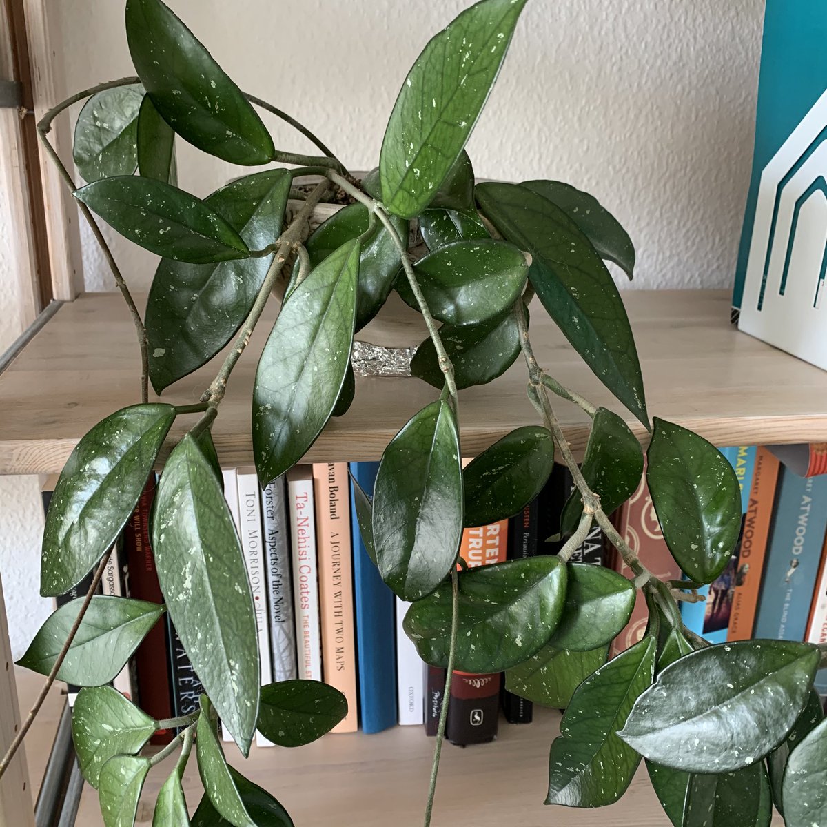This is currently the only stephanotis I have, RIP my other one :’)