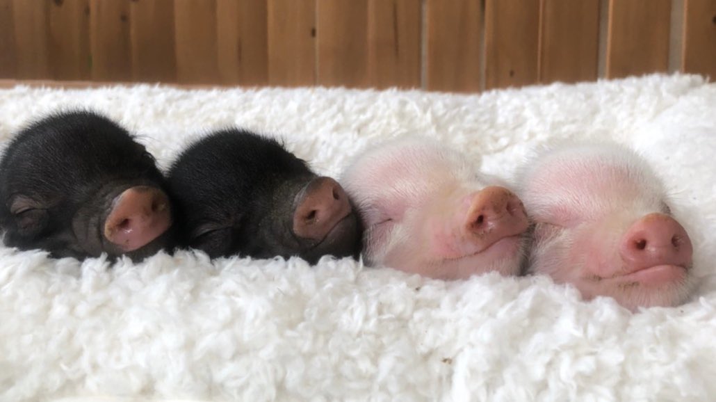 Mipig 日本初マイクロブタファーム Auf Twitter Helloworld すくすく元気に育ちますように Mipig Micropig Pig Pigg マイクロブタ Baby Animals 動物 動物の赤ちゃん 赤ちゃん