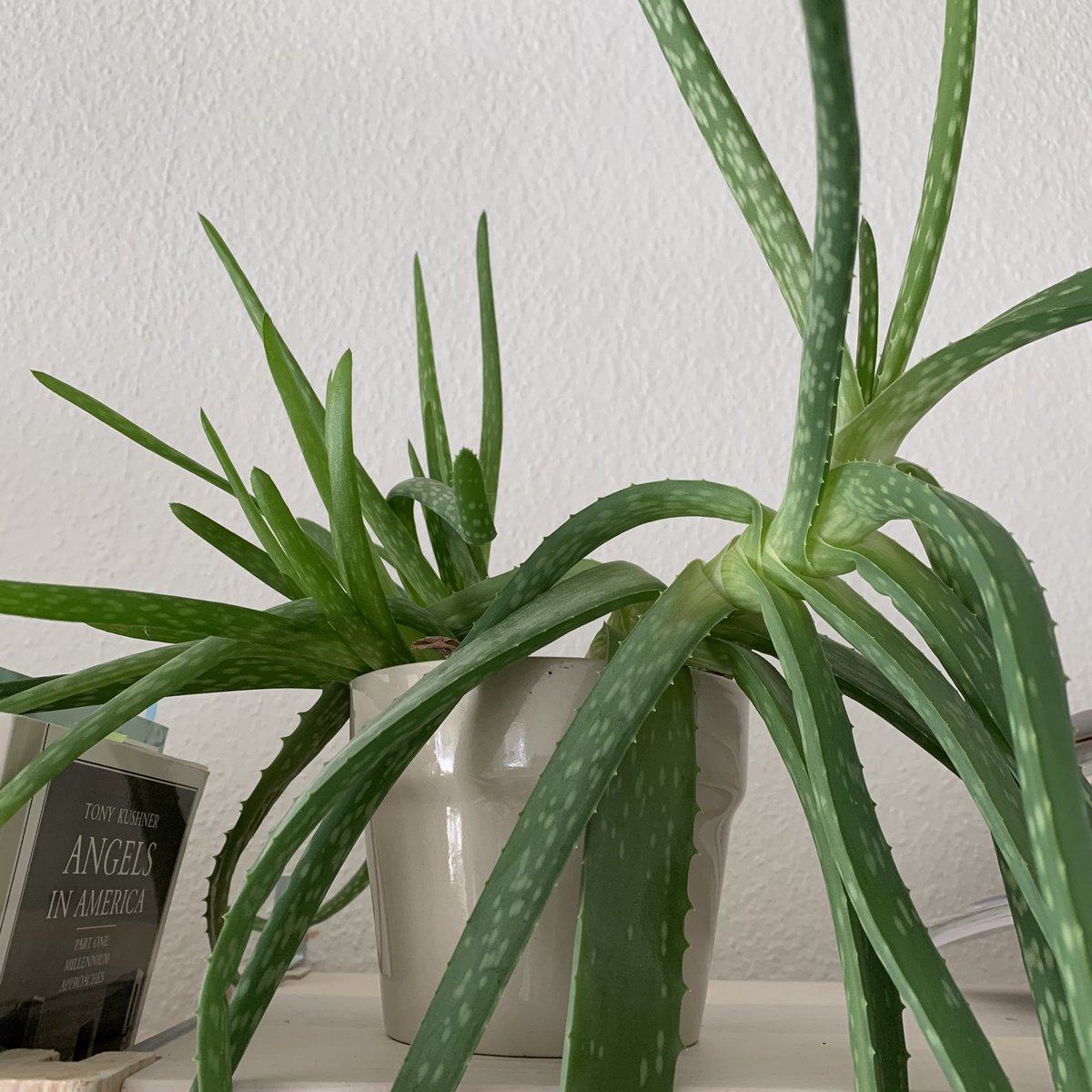 I got this aloe vera from a fandom friend as a housewarming gift... 5 years ago? I think of her every time I water it. I never told her how huge it got.