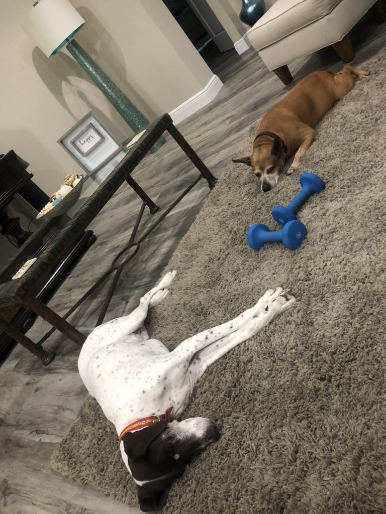 CoachWolterUWF's tweet photo. All the times I used to tell my dogs “I wish I could stay home with you guys all day long.” I think I did this... I got my wish 😳😭🐶🐶 #GoArgos #UWFVB #PetLover #SorryVerySorry #MyShadows #InTheMarketToAdoptACoupleFaintingGoats https://t.co/XzEYq6QRcd