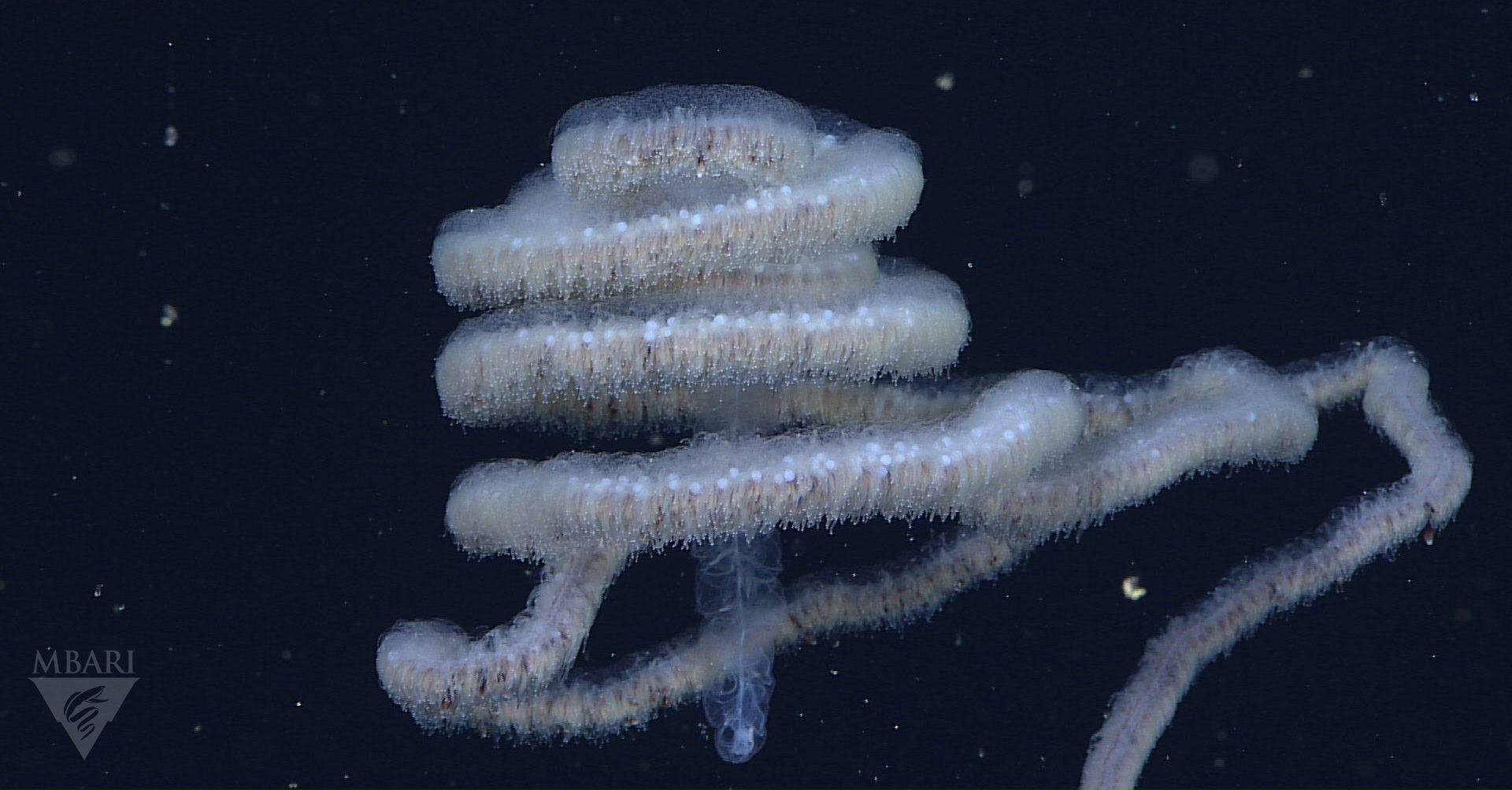 Steven Haddock on Twitter "RebeccaRHelm PotterCatsmeat SchmidtOcean