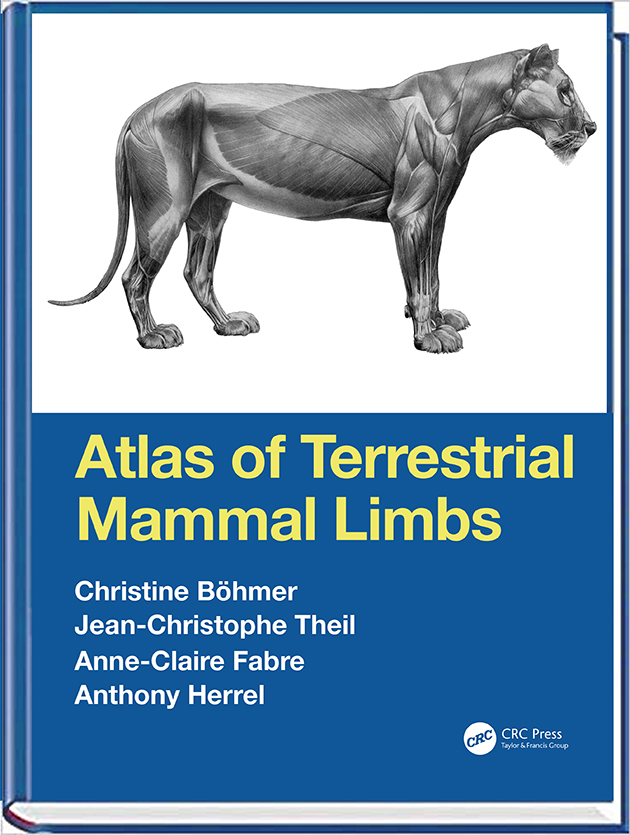 VertEvo's tweet photo. I couldn't be more excited to announce that our book is published!!  Almost 400 pages on the #muscle #anatomy of 30 different #mammal species 🐀🐇🐕🐈🐖🐅🐿️🐒🐾

Böhmer et al. 2020 Atlas of Terrestrial Mammal Limbs @CRCPress 

https://t.co/qtbufIH8S8 https://t.co/T42PLUhZK1