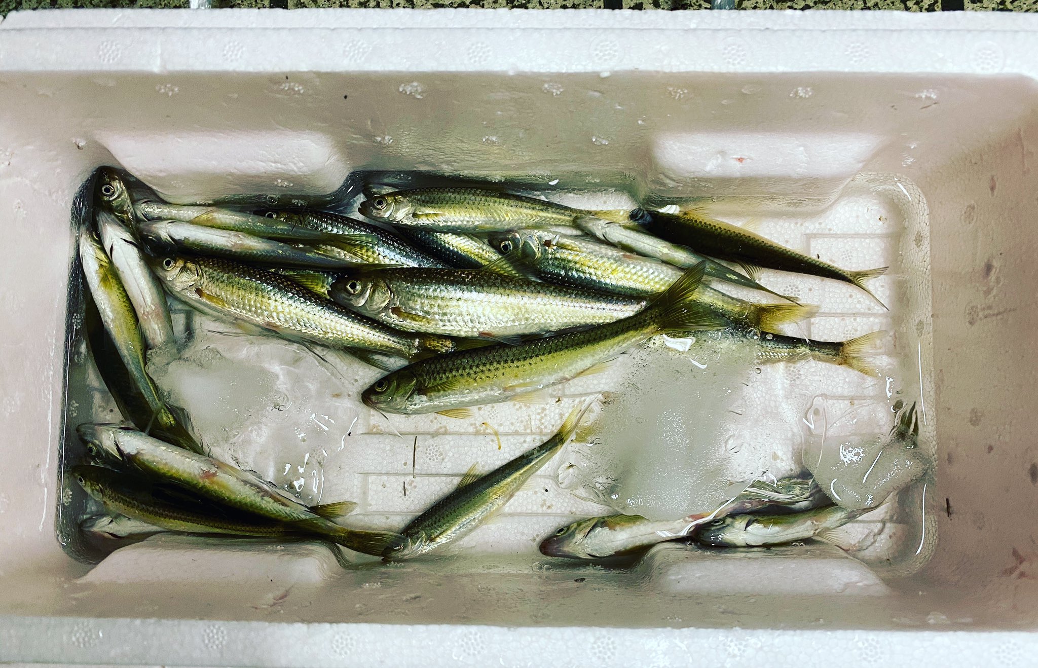 花重 京都 本もろこ釣りに行っていたオヤジから土産をもらいました かなりデカくなって来ました ホンモロコ料理を楽しみます 川魚料理はやりがいがあります T Co 2kjz5yqedk Twitter