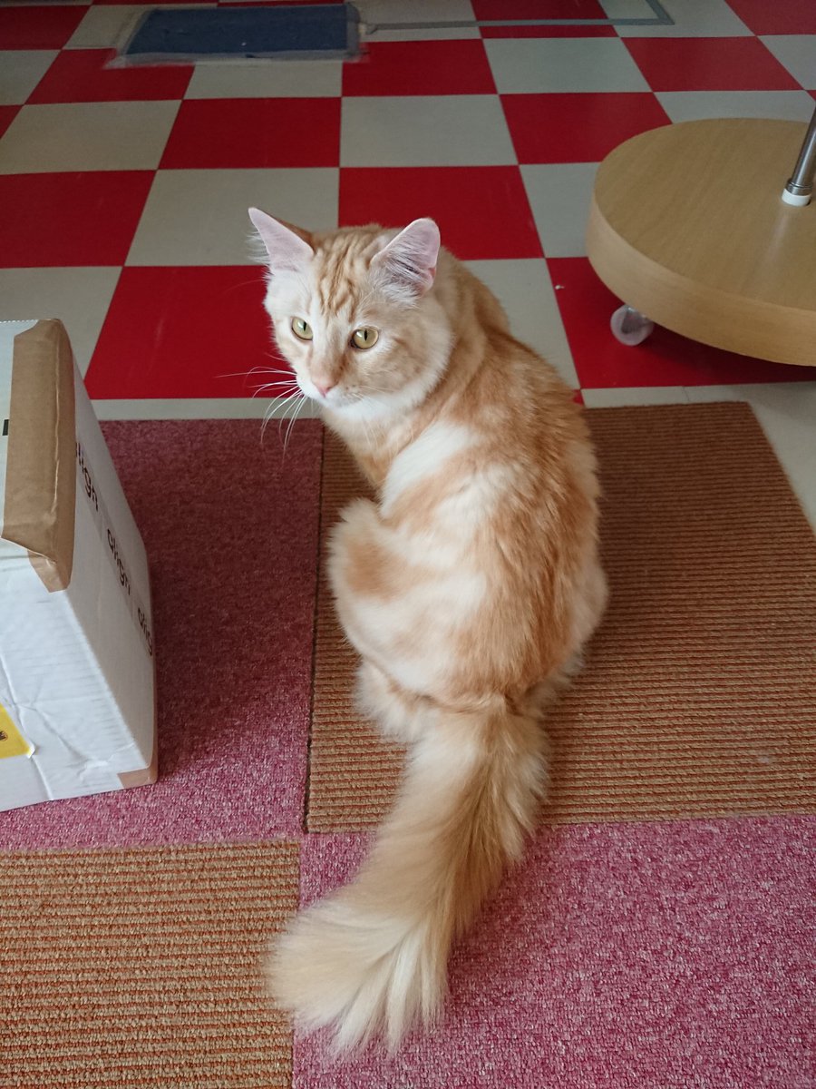 ট ইট র 猫まるちゃんぷ みんな健康でいてくれだだよ ごーくん 何事もなければ4 18に卒業します 卒業まであと11日 猫まるカフェ 猫まるカフェ上野 猫 猫カフェ 上野 沖縄 保護猫 クリーム茶トラ 半長毛猫 ゴー 卒業 カウントダウン ট ইট র 猫まるちゃんぷ みんな健康でいてくれだだよ ごーくん 何事もなければ4 18に卒業します 卒業まであと11日 猫まるカフェ 猫まるカフェ上野 猫 猫カフェ 上野 沖縄 保護猫 クリーム茶トラ 半長毛猫 ゴー 卒業 カウントダウン