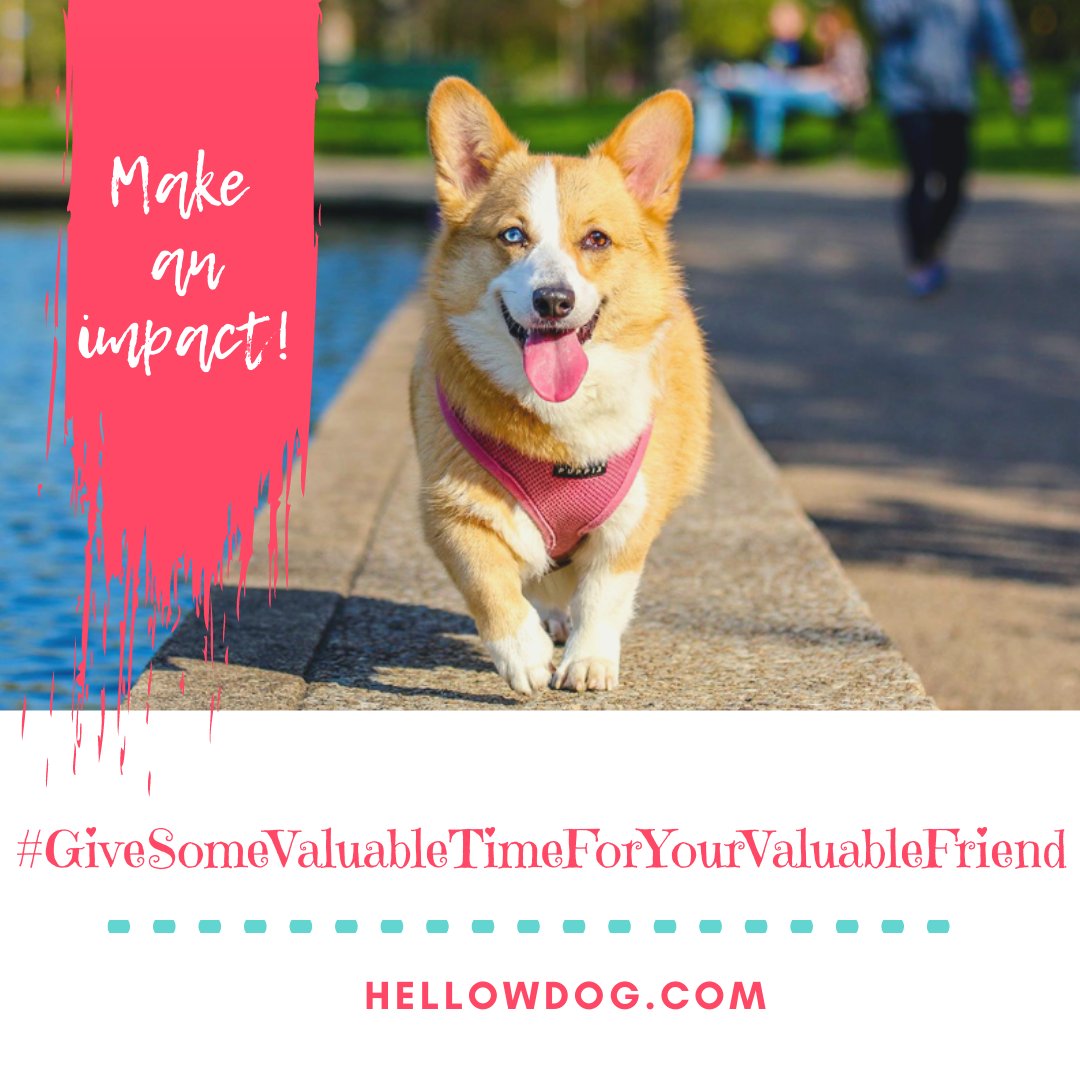 jefferson_alica's tweet photo. Make an impact.
#hellowdog  #dog #pet #dogs #bestfriends #petsofinstagram https://t.co/aW2o3KibXI