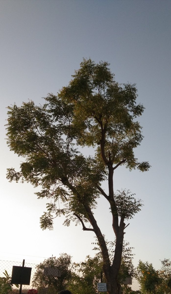 aartiranipraja's tweet photo. #savetrees #savetree #trees #savetreesavelife #savetreessavenan #savetreessaveearth #savetreesaveearth #savetreessavelife #saveearth #savetreethailand #nature #savetreeswithus #savetreesplease #savetreesavenan #tree #green #savetreesindia #savetreessavetheworld https://t.co/V7fnXZHUPC
