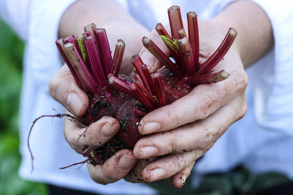 Candide_ZA's tweet photo. Spending regular time in the garden has undisputed health benefits...

Read our latest DISCOVER article | https://t.co/5BpqQktrKQ

#gardeningapp #candideappza #freeapp #WorldHealthDay #gardengratitude #gardeningisgood #21gardendays #keepcultivating https://t.co/jo74swJewJ