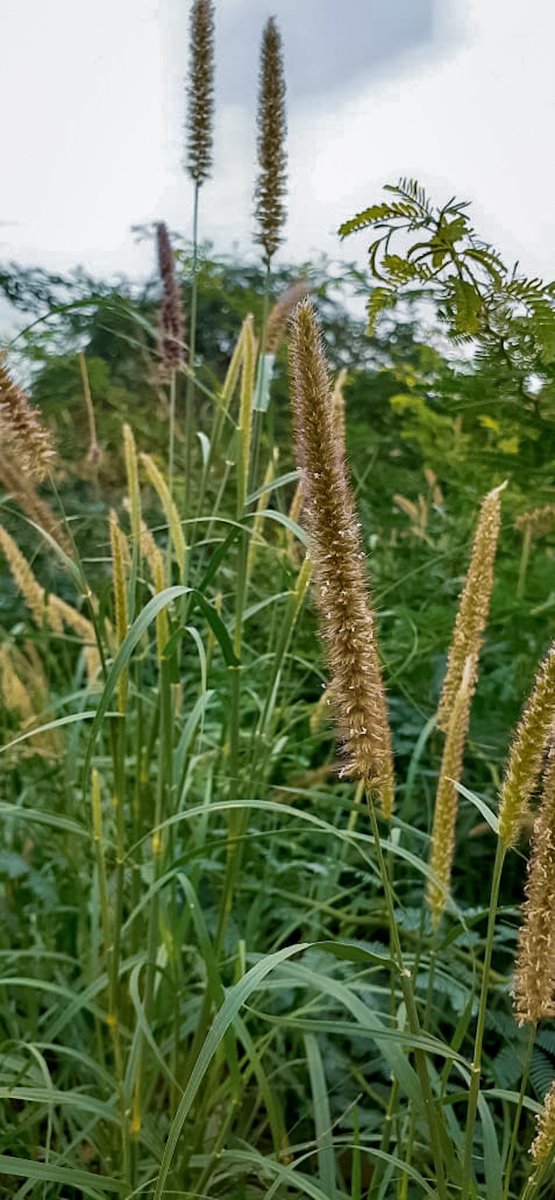 ShahjeeWrites's tweet photo. I'm Mobile photography guy too!!

This is about a half year old picture, which i captured was with my bro's #SamsungA20 and edited on #LightroomApp..

Rate it outta 5 stars!
&amp; drop your #MobilePhotography, I'd like to RT those..
#NaturePhotography #PhonePhotography #RuleOfThirds https://t.co/5cwsGFSG4x