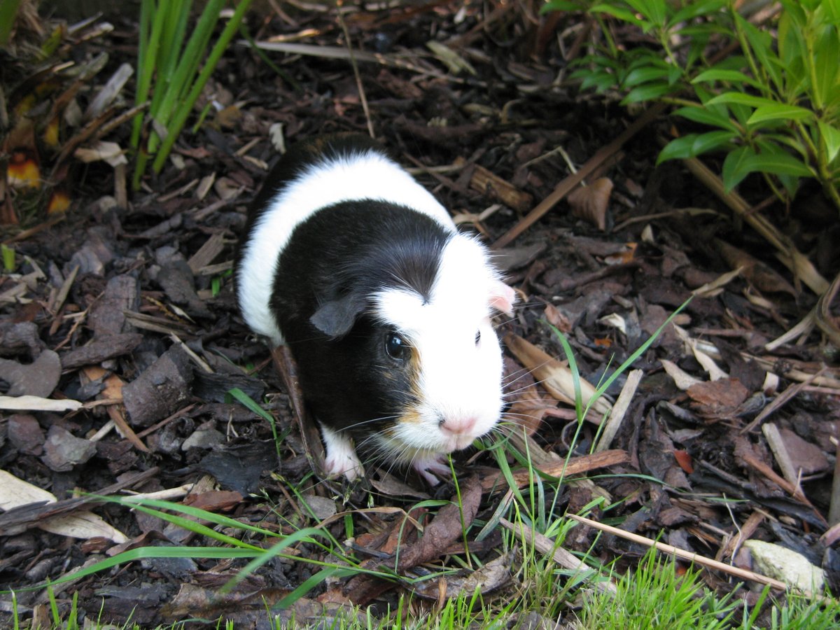 Tues 7 April (Day 16 working from home)Alongside Aero, I had Twink! (One of the few pigs that didn't have a name ending with an 'o'!)Twink as you can see, looked like a little cow :) She enjoyed exploring the plants while Aero did laps of the garden!  #PigOfTheDay