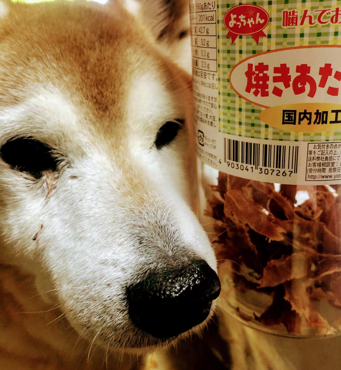 Tomi 数ヶ月ぶりに さくらの夕方散歩した 心臓病なのと 私の帰りが遅いから 散歩から帰ってくると 小さい頃から好き な 飼い主がすきなんだけど よっちゃんイカに ささる 柴犬 16歳