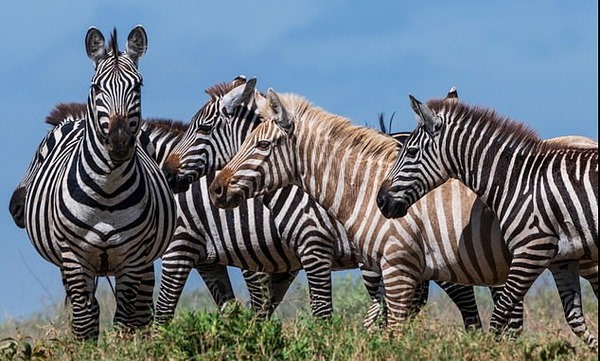 zoopicture's tweet photo. Зебр��-альбинос из национального парка Серенгети
#Животные #Зебра
https://t.co/TXRjBeOewz https://t.co/4wZW6nUY5e