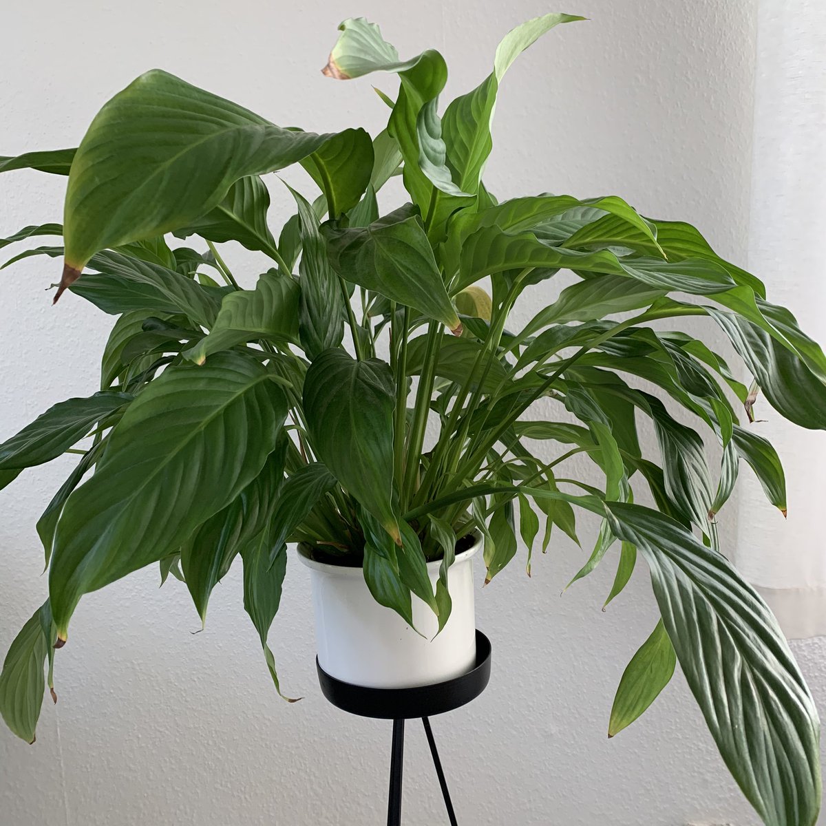 My peace lilly. One of the sturdiest and yet somehow fussiest plants I own? He’s got some crispy ends but he also has a flower coming so ¯\\_(ツ)_/¯