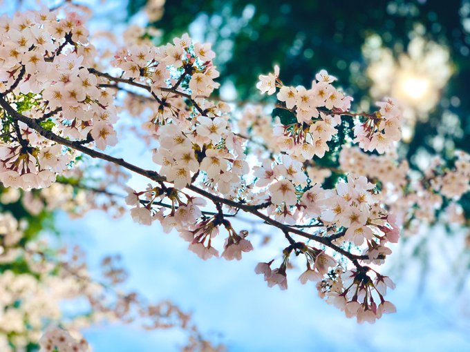 「ぼかし 桜」のTwitter画像/イラスト(古い順)