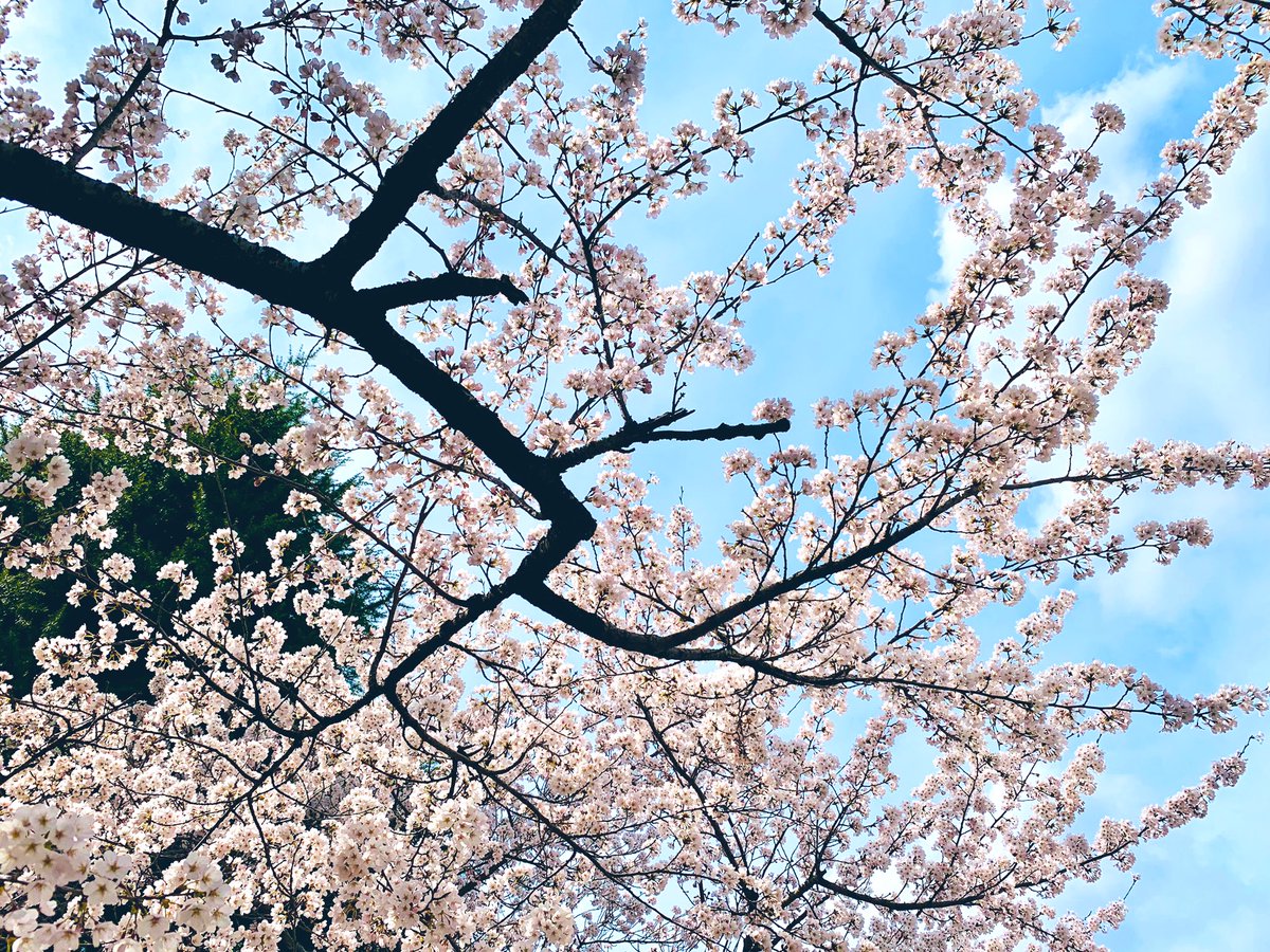 「ご近所の桜です。 」|佐保【あたしメリーさん。いま異世界にいるの……。】重版ありがとうございますのイラスト