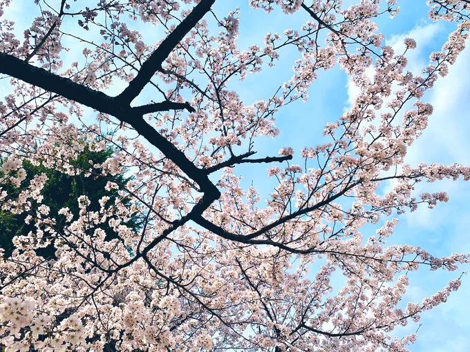 ご近所の桜です。 